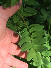 Astragalus robbinsii