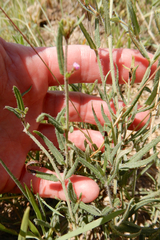 Boerhavia linearifolia