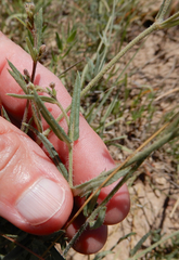 Boerhavia linearifolia
