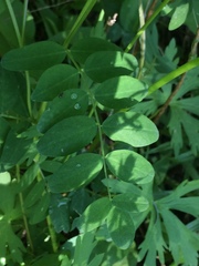 Astragalus robbinsii