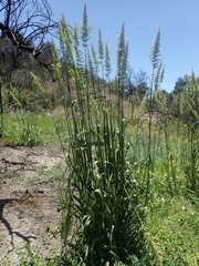 Elymus glaucus glaucus