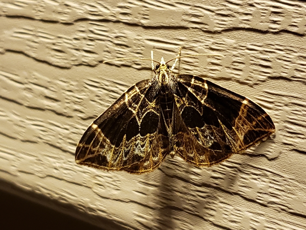 Dark-banded Geometer Moth