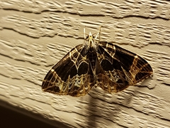 Gandaritis atricolorata