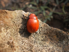 Leptinotarsa rubiginosa