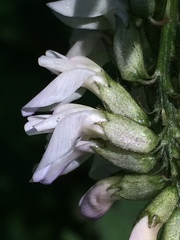 Astragalus robbinsii