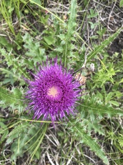 Cirsium drummondii