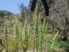 Elymus glaucus glaucus