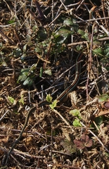 Thamnophis sirtalis tetrataenia