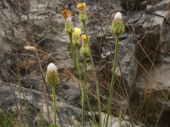 Crepis albida