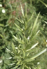 Elymus glaucus glaucus