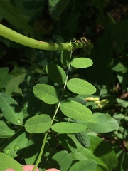 Astragalus robbinsii