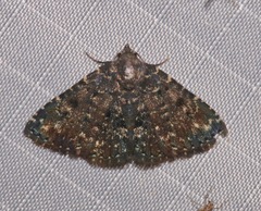 Metalectra diabolica