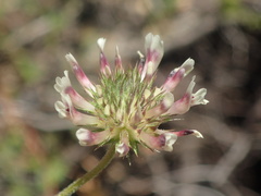 Trifolium obtusiflorum