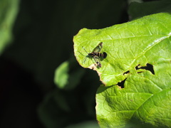 Synanthedon tipuliformis