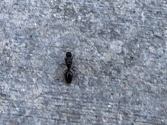 Tetramorium immigrans