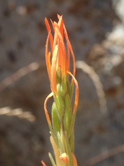 Castilleja minor stenantha