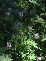 Astragalus robbinsii