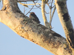 Melanerpes flavifrons
