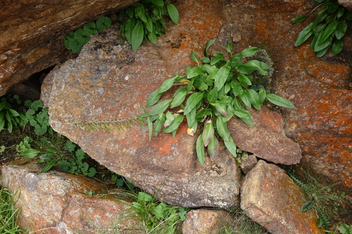 Macropodium nivale