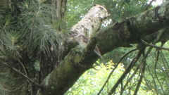 Pheucticus ludovicianus