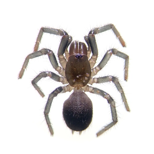 Sydney funnel-web spider