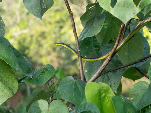 Common Tree Snake sighting