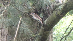 Pheucticus ludovicianus