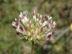Trifolium obtusiflorum