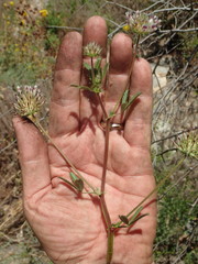 Trifolium obtusiflorum