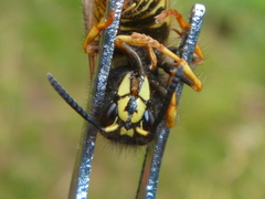 Dolichovespula norwegica
