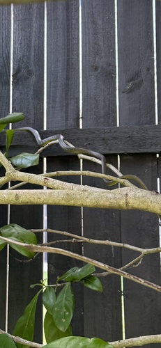 Common Tree Snake sighting