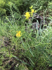 Hypericum densiflorum interior