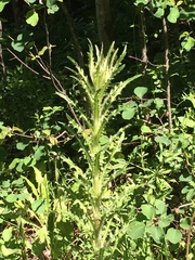 Cirsium foliosum