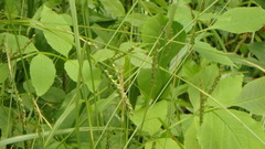 Carex gracillima