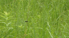 Libellula luctuosa