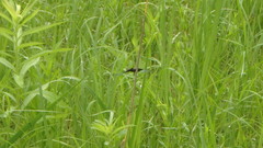 Libellula luctuosa
