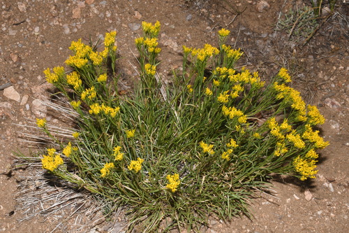 Image of Petradoria pumila by (c) Brian Finzel, some rights reserved (CC BY-SA)