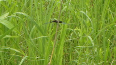 Libellula luctuosa