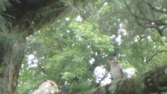 Pheucticus ludovicianus