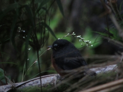 Ochthoeca cinnamomeiventris