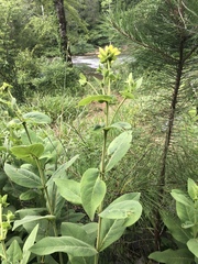Silphium glutinosum