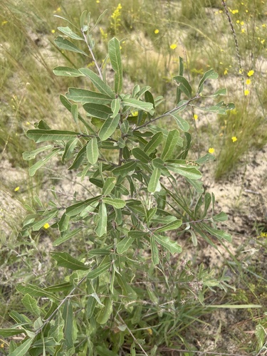 Image of Quercus incana by no rights reserved
