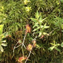 Drosera rotundifolia image