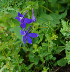 Delphinium bicolor