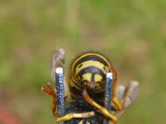 Dolichovespula norwegica