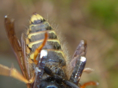 Dolichovespula norwegica