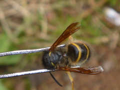 Dolichovespula norwegica