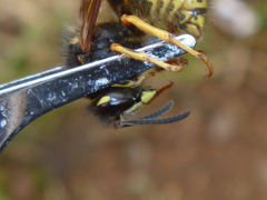 Dolichovespula norwegica