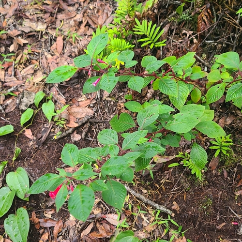 Fuchsia encliandra (Fuchsia encliandra)