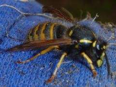 Dolichovespula norwegica